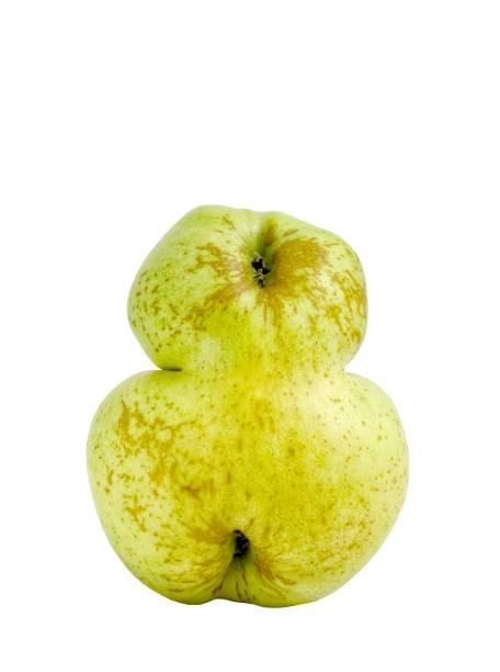 テーブルの上の融合した黄金のリンゴ。珍しい果物。 - genetic modification genetic mutation genetic research vegetable ストックフォトと画像
