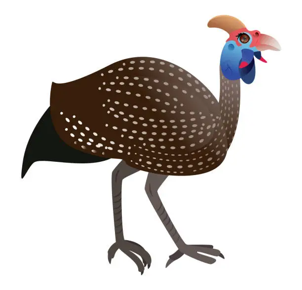 Vector illustration of Helmeted Guinea fowl, Numida Meleagris