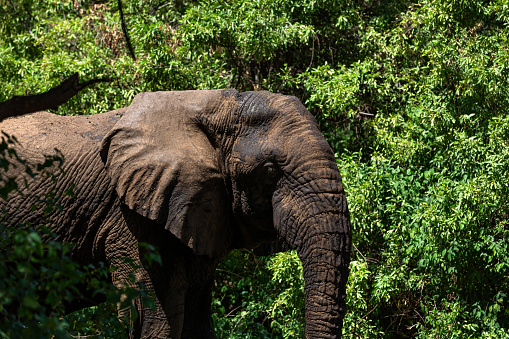 African Elephant in Wildlife