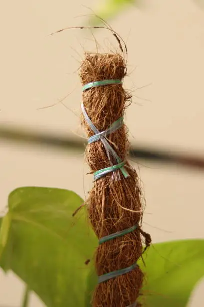 Bokeh Picture of Coco coir pole with moneyplant in the background , Fang sui, Vastu