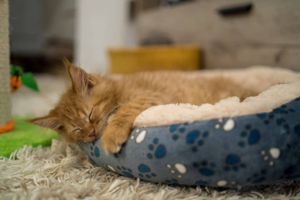 istock Cute little red kitten sleeps 1598988855