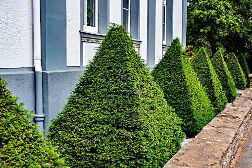Decorative landscape in the form of green triangular shrubs in the shape of pyramids in front of a white house in Germany.