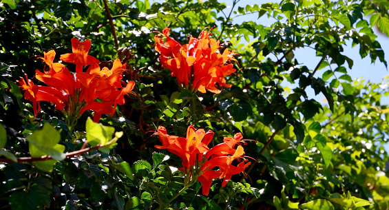 Tecomaria capensis or Cape Honeysuckle orange flowers in a tropical garden of Tenerife,Canary Islands, Spain.Native region for this shrub is in South Africa.