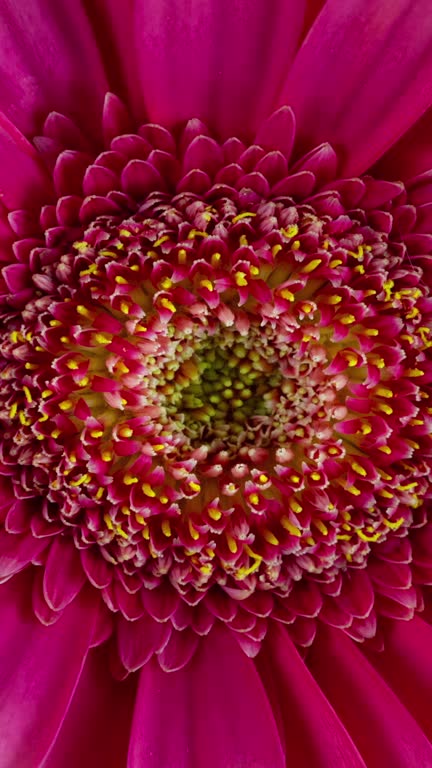 Blooming Red Gerbera Daisy Flower