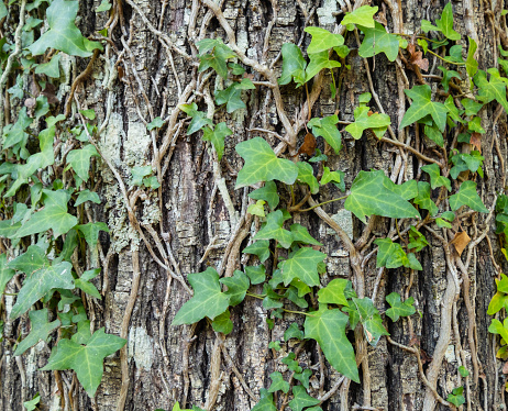 Detail of green ivy growing on a tree trunk