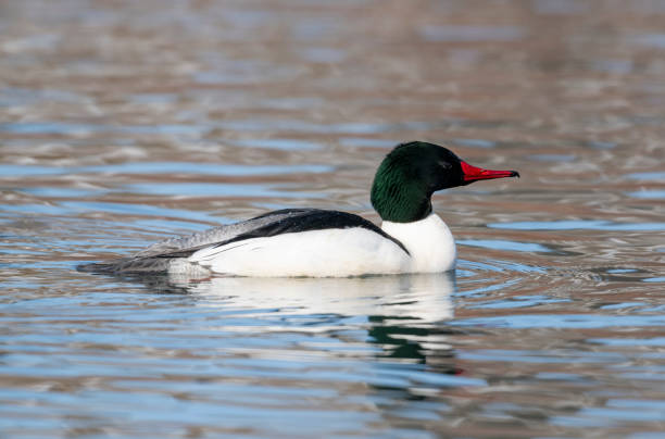 istock Male Common merganser (Mergus merganser) 1599020656