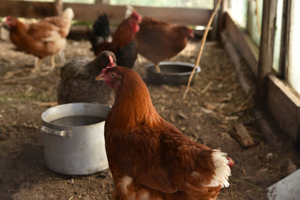 istock Domestic chickens in the coop. Red chicken. 1599033184