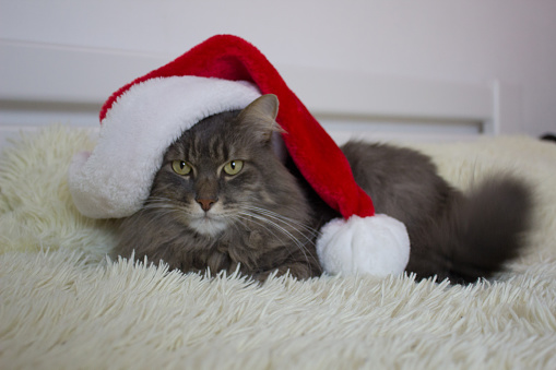 Cristmas cat in red Santa hat lay on light soft plaid at home, pet looking seriosly front, waiting christmas eve in costume, Chinese zodiac.