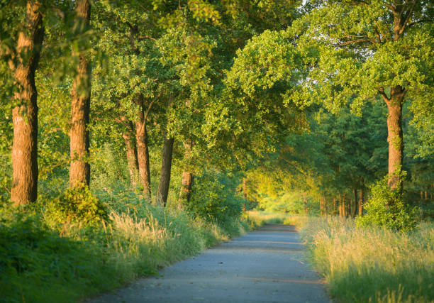 Camera: Hasselblad XD 1 - 100MP Sensor / Location: Lake Steinhuder Meer, Lower Saxony, Germany