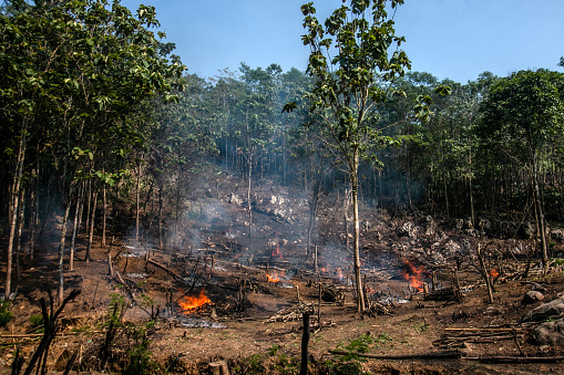 Practice slash-and-burn as a technique to provide land by cutting down forest vegetation and burning it to restore soil fertility and then plant food crops planned for several years