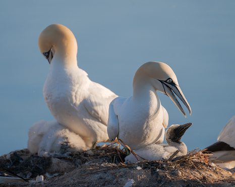 Camera: Nikon Z8 - 45MP-Sensor / Location: Island Helgoland, Schleswig-Holstein, Germany.