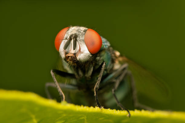 istock Closeup on a small greenbottle fly resting on a leaf with blurred background and copy space 1599057816