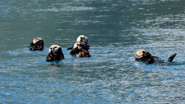 istock Otters floating in sea 1599058832