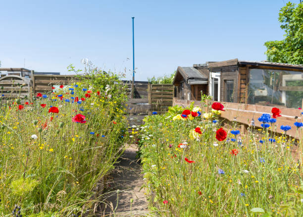 istock iny Community garden on island Helgoland in summer 1599060916