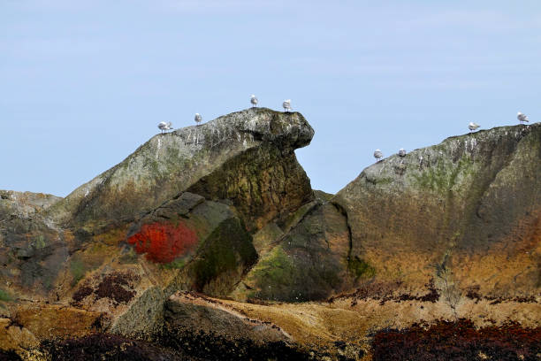 istock Sea gulls perched on a rock formation 1599063881