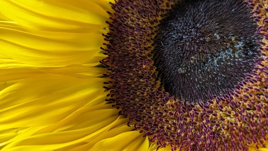 Sunflower in close up