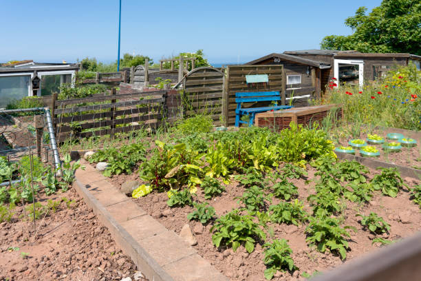 istock iny Community garden on island Helgoland in summer 1599065283