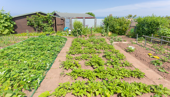 Vegetable garden in summer. Herbs, vegetables and flowers in backyard formal garden. Eco friendly gardening.