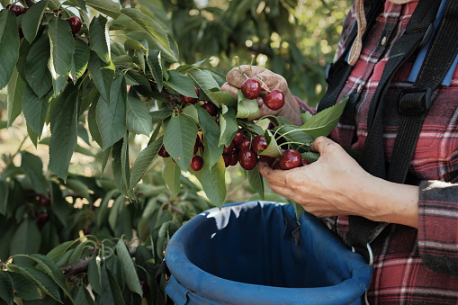 closeup of hand picking ripe cherries from tree at harvest