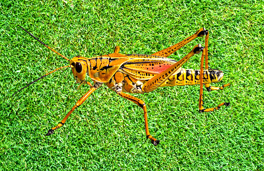 Eastern lubber Grasshopper Latin name Romalea microptera