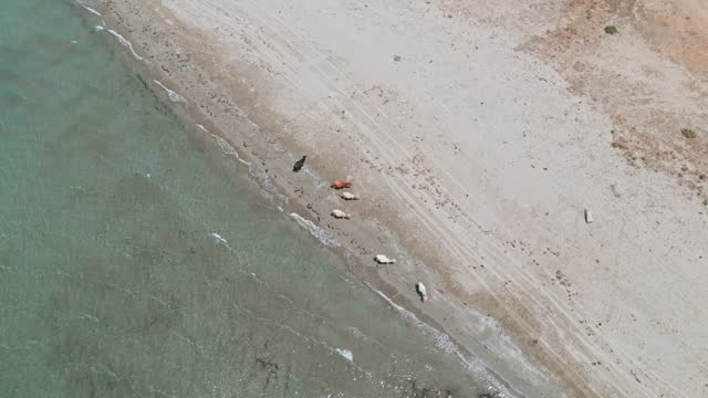 Top view of cows cooling in the sea on the beach of Albania