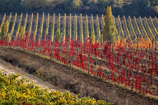 Pitoresque region Tuscany, colorful wineyard in autumn, Italy. High quality photo