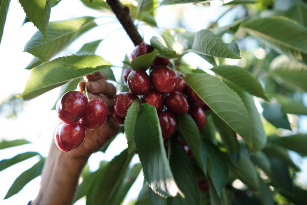 closeup of hand picking ripe cherries from tree