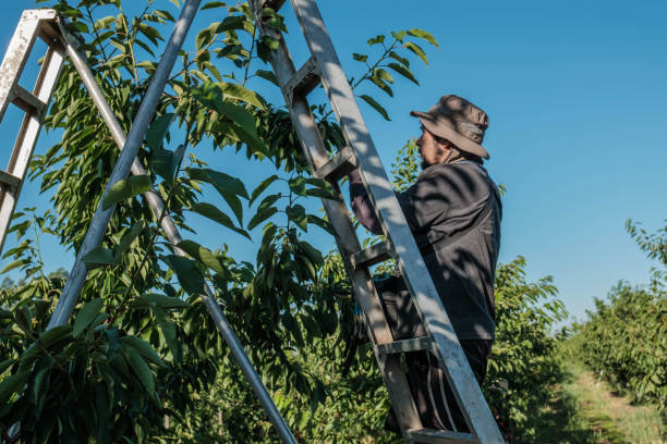 istock latino man harvesting cherry with help of ladder 1599122368