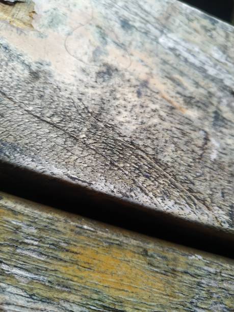textura de madera rústica - xero fotografías e imágenes de stock