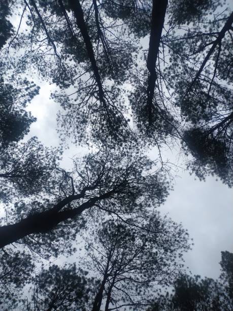 cielo desde el fondo del bosque de pinos - xero fotografías e imágenes de stock