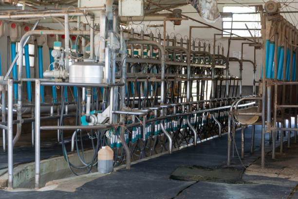 istock dairy milking plant for milking dairy cows 1599124413