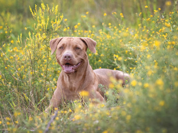istock Cute dog walks in a meadow on green grass 1599149801