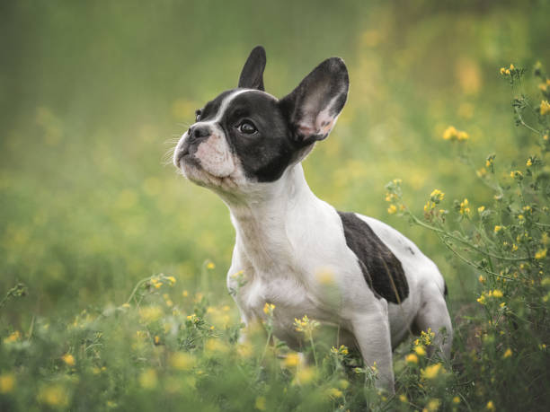 istock Cute puppy walks in a meadow on green grass 1599151367
