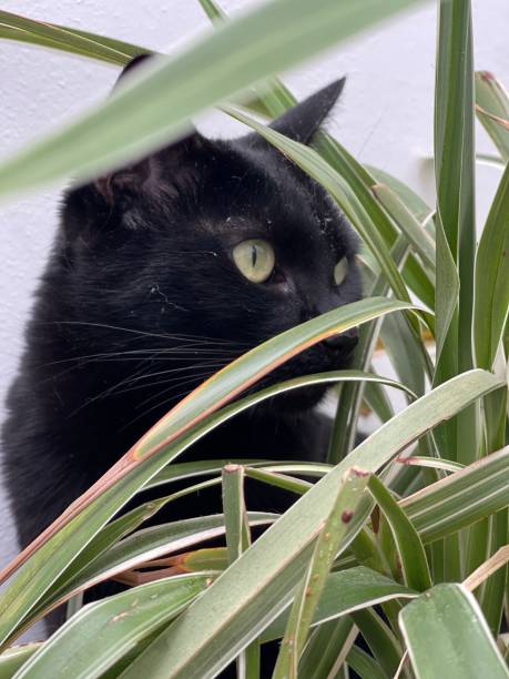 istock gato en la naturaleza 1599151370