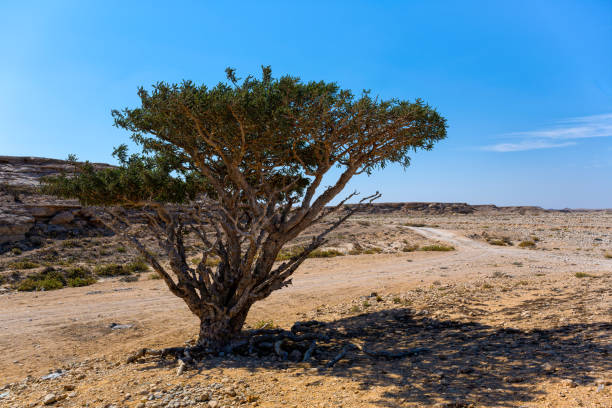 istock Frankincense tree in the desert. Symbol of Oman. 1599158288