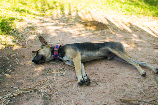 black brown dog sleeping.natural green background soil