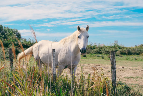 das camargue-pferd weidet in der camargue in südfrankreich und gilt als eine der ältesten pferderassen der welt. - france camargue camargue horse ancient stock-fotos und bilder