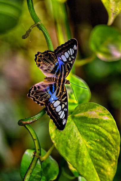 istock Kallima sylvia butterfly on a blossom 1599174339