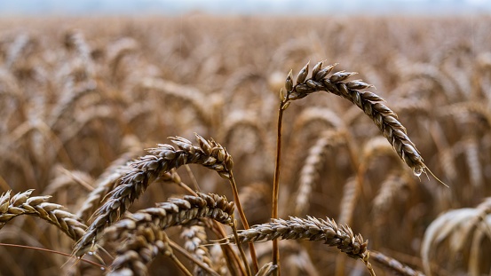 Rain drips from wheat plants in an arable field