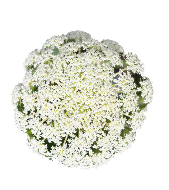 hemlock wildflower head hemlock wildflower head isolated white cicuta virosa stock pictures, royalty-free photos & images