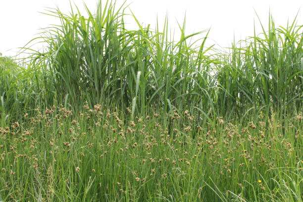 black needle rush in front of green reed