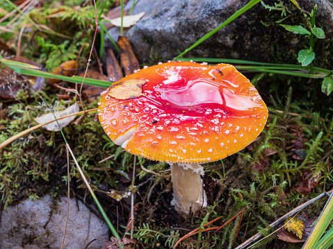 Rain puddles on the red and white cap of a fly agaric (Amanita muscaria) fungus or mushroom