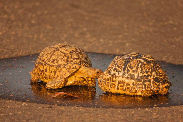 Leopard Tortoise (Stigmochelys pardalis) drinking after the rain 15016