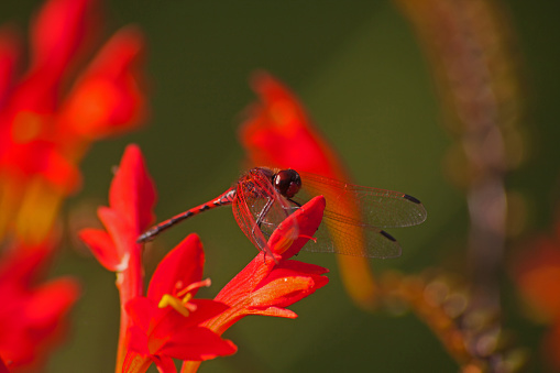 Macro image of Red-veined Dropwing (Trithemis arteriosa) on Swan Crocosmia (Crocosmia masoniorum)