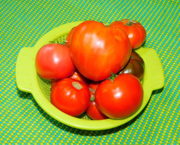 istock freshly picked tomatoes from the garden of various kinds 1599230662