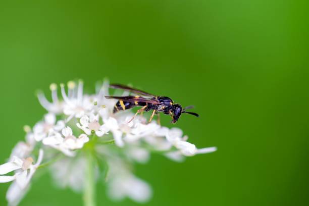 istock Willow mason-wasp, Symmorphus bifasciatus 1599236620