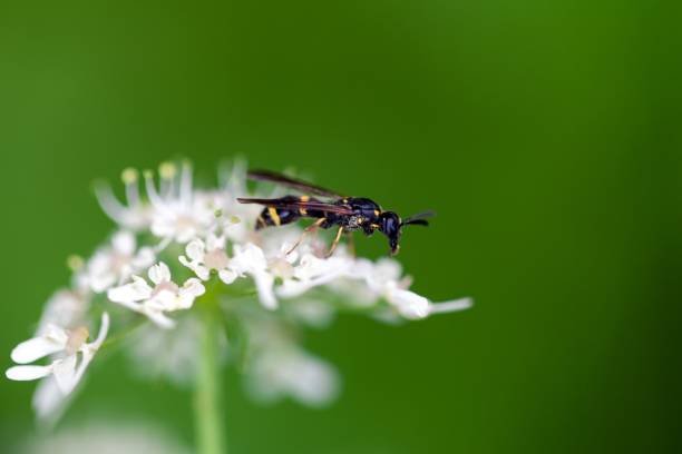 istock Willow mason-wasp, Symmorphus bifasciatus 1599238750