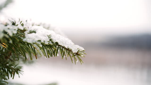 CU Snow falling on needles of a fir twig