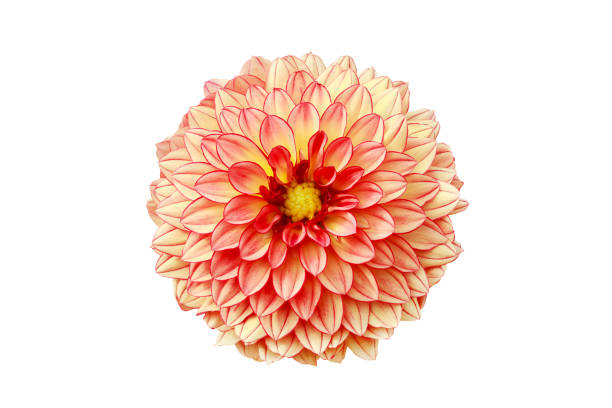 istock Yellow Red Dahlia flower Isolated on White Background with Clipping Path 1599246833