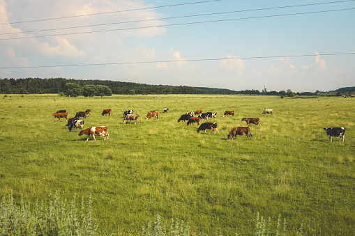 Bright summer field, blue sky and cows.
